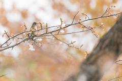 散りゆく桜に