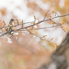 散りゆく桜に
