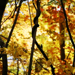 紅葉の中