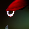 明日も雨
