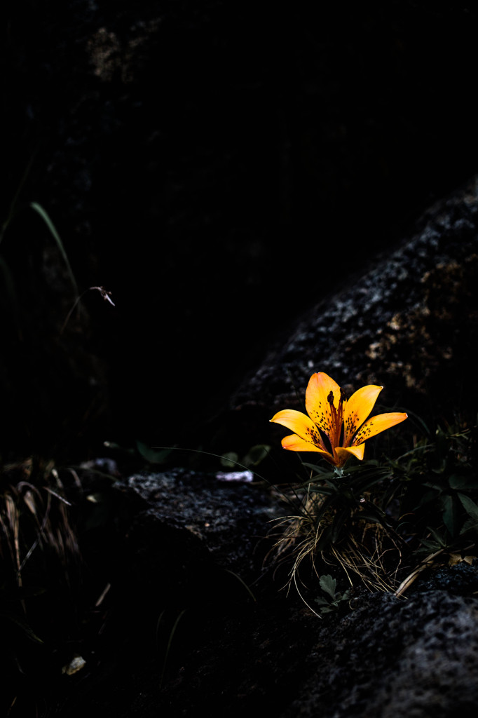 一輪の花