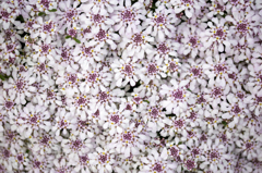 心を引き寄せる花