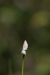 ワレモコウの花に