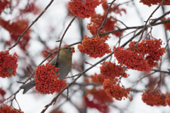 花のように