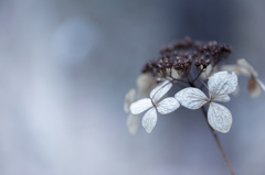 雪待ち