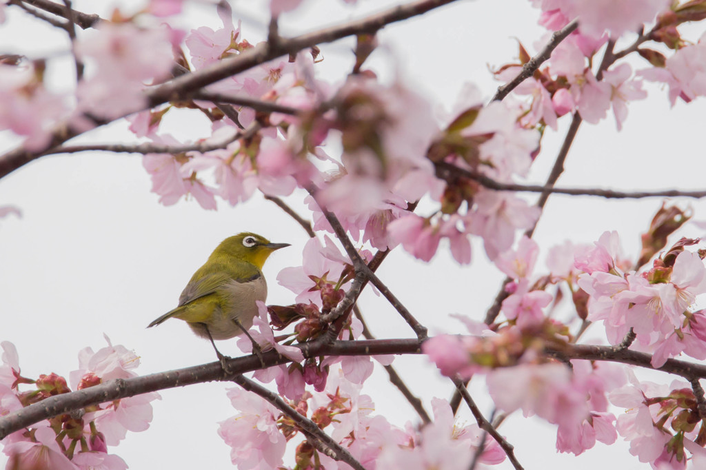 桜とメジロ