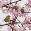 桜とメジロ