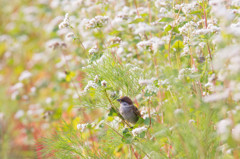 白花そば