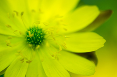 春の花