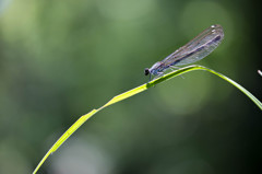 ニホンカワトンボ♀