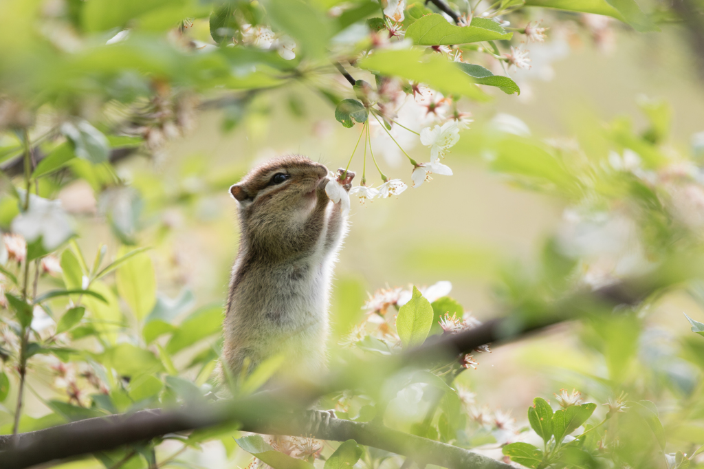 お花を食べましょう♪