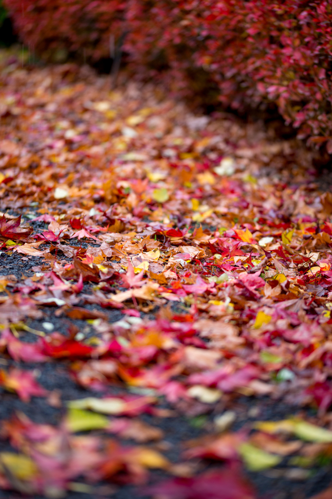 紅の小道