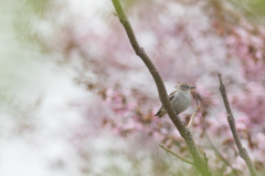 桜が咲いた