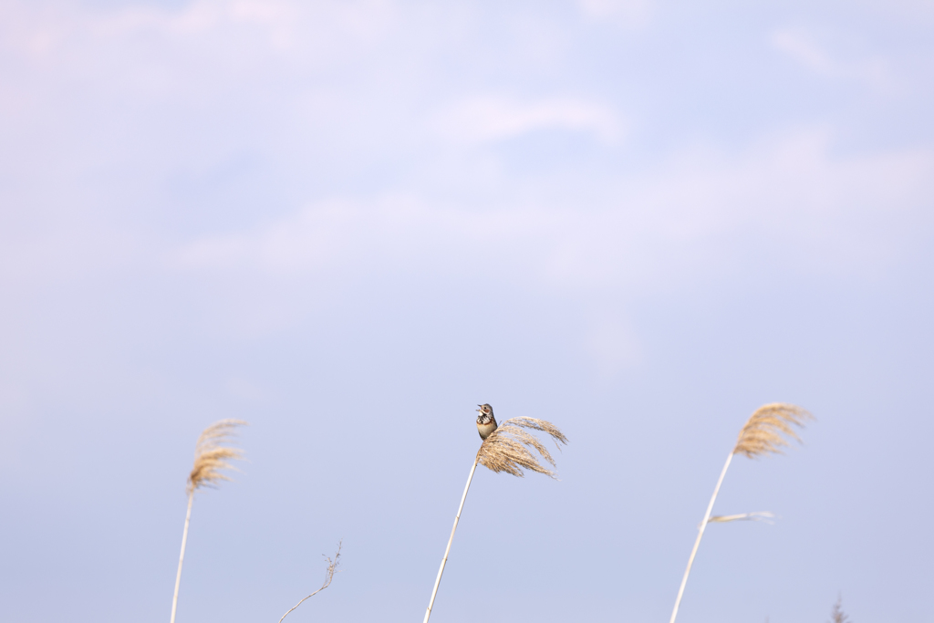 空に叫ぶ♪