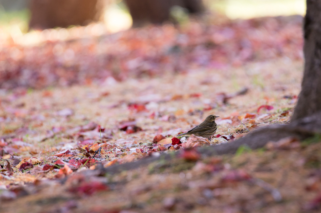 紅葉の中
