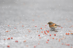 雪が降っても快適