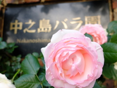 中之島バラ園