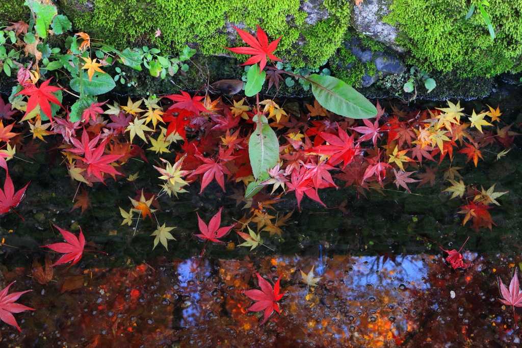 晩秋の紅葉