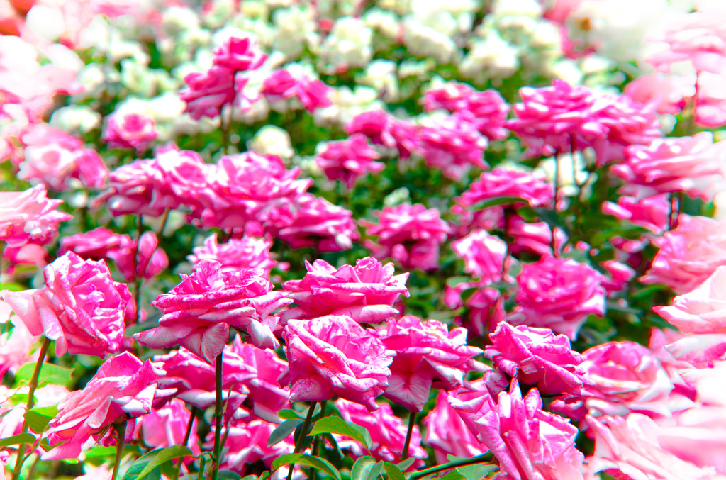 お花畑^^