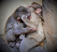 がぶりっ｡｡｡