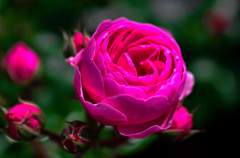 i love rose^^