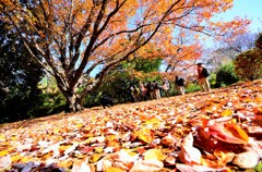 新宿御苑　紅葉を楽しむ人