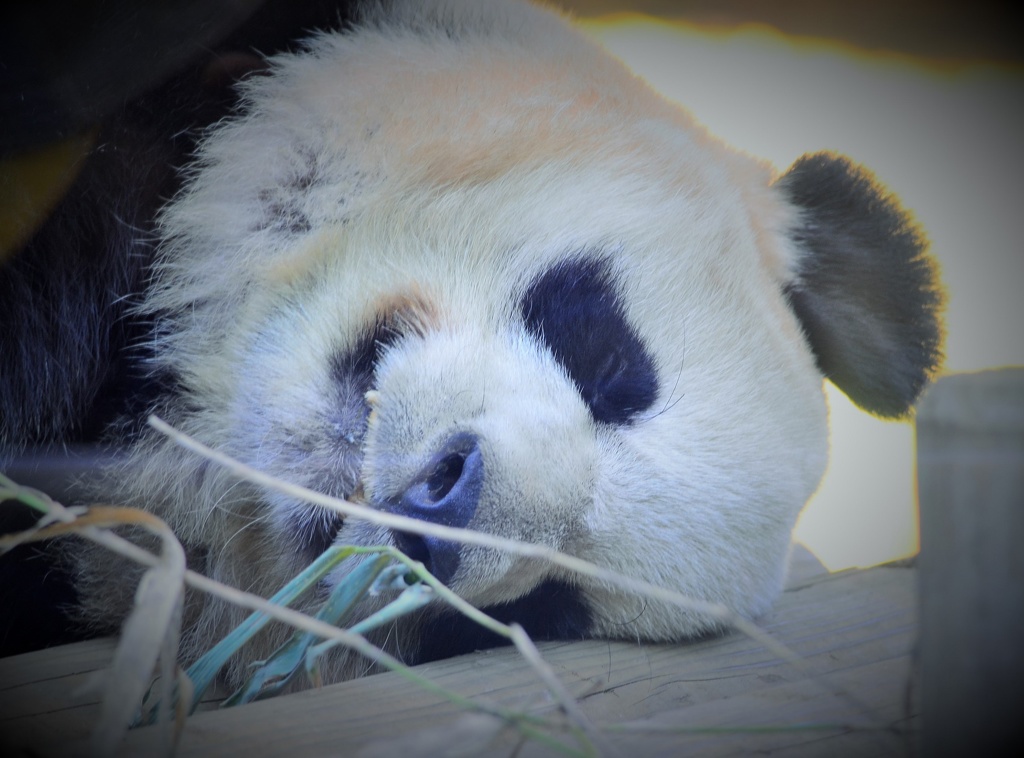 ueno zoo