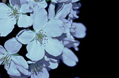 夜桜(六義園)一生懸命