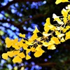 gingko.