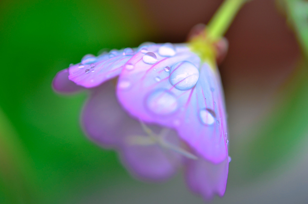 -雨上がり-