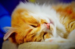 夢心地にゃんこ^^