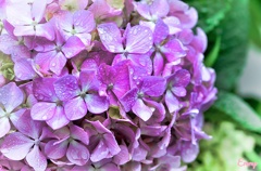 rain hydrangea^^