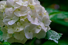 雨上がりの紫陽花^^