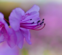 stroll through the streets.