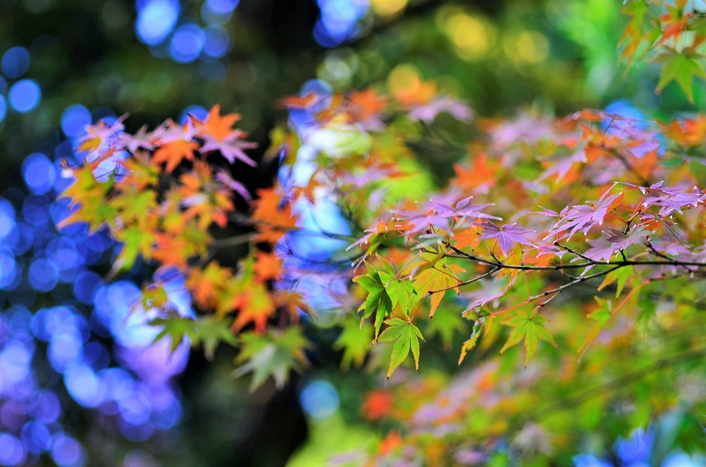 autumnal leaves by.kamakura