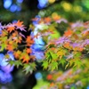 autumnal leaves by.kamakura
