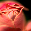 pink rose^^