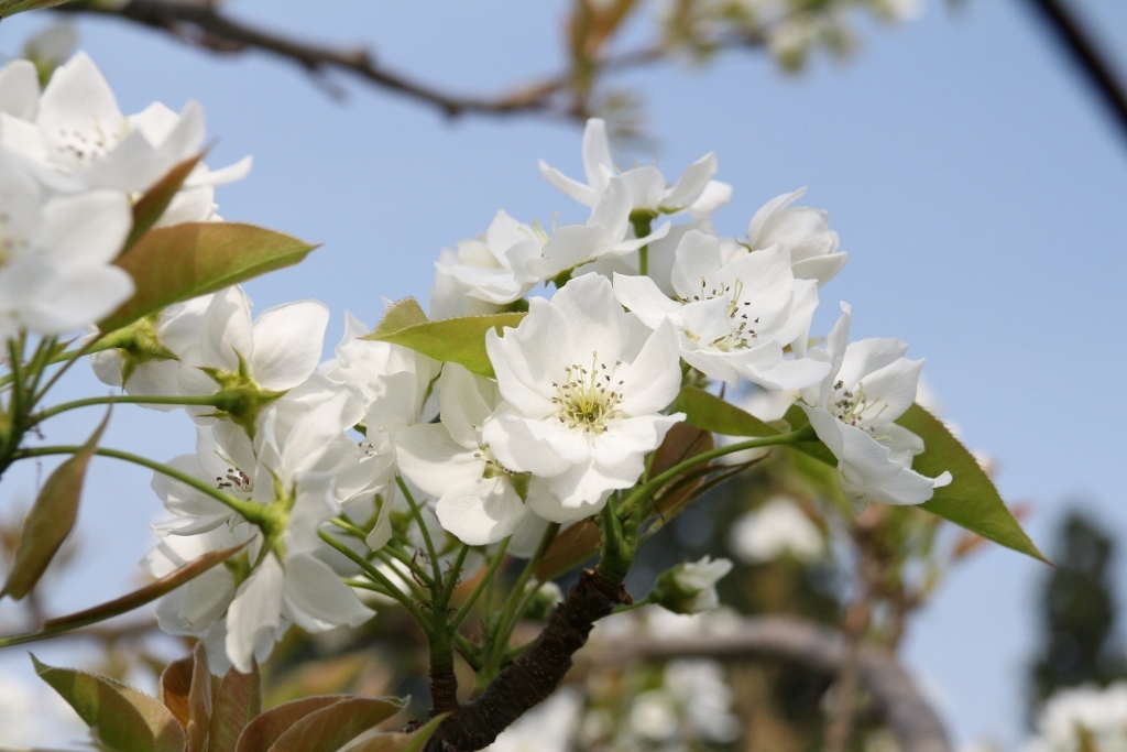 梨の花　③