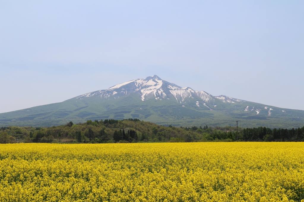 岩木山と菜の花