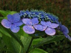 庭の額紫陽花