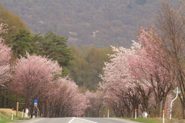 桜並木