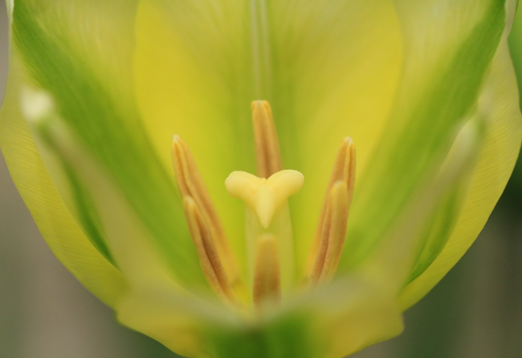 花びらの向こうに