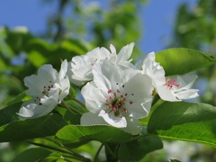 梨の花