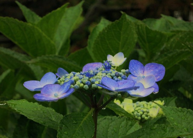 庭の額紫陽花