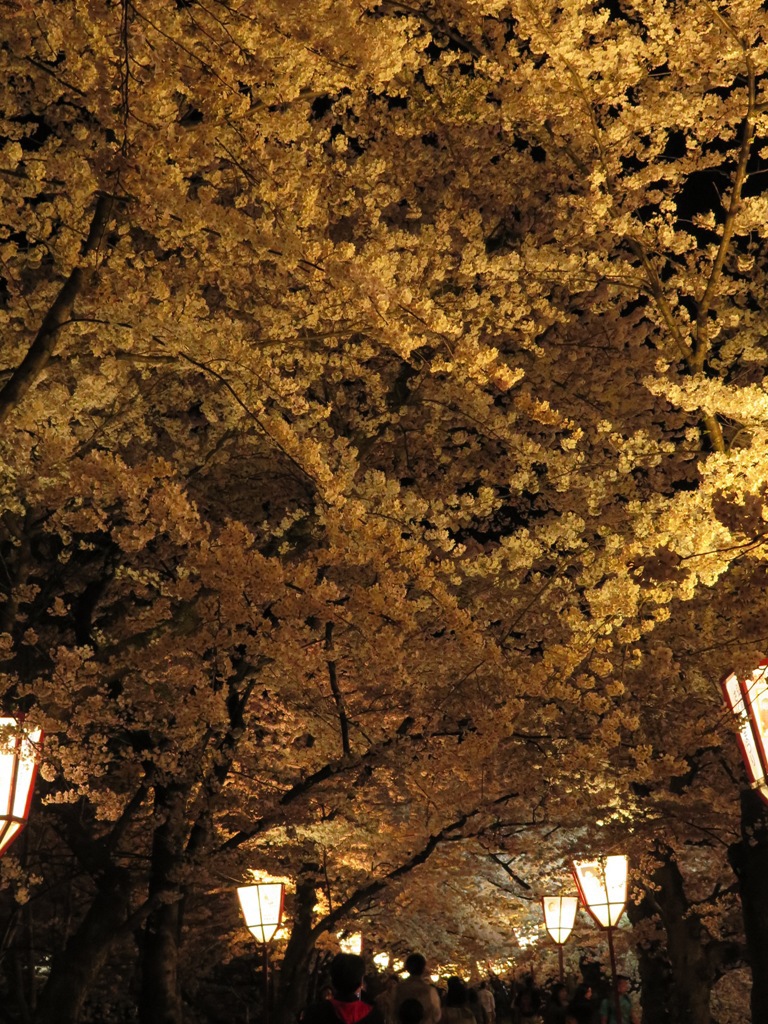 夜桜