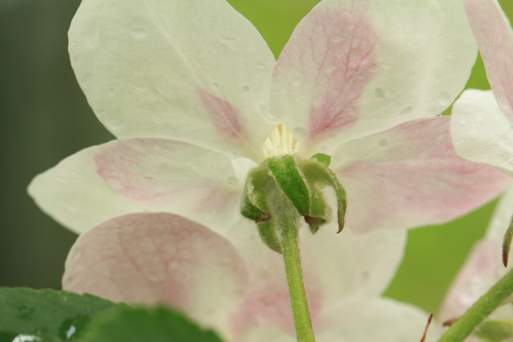 林檎の花　後ろ美人