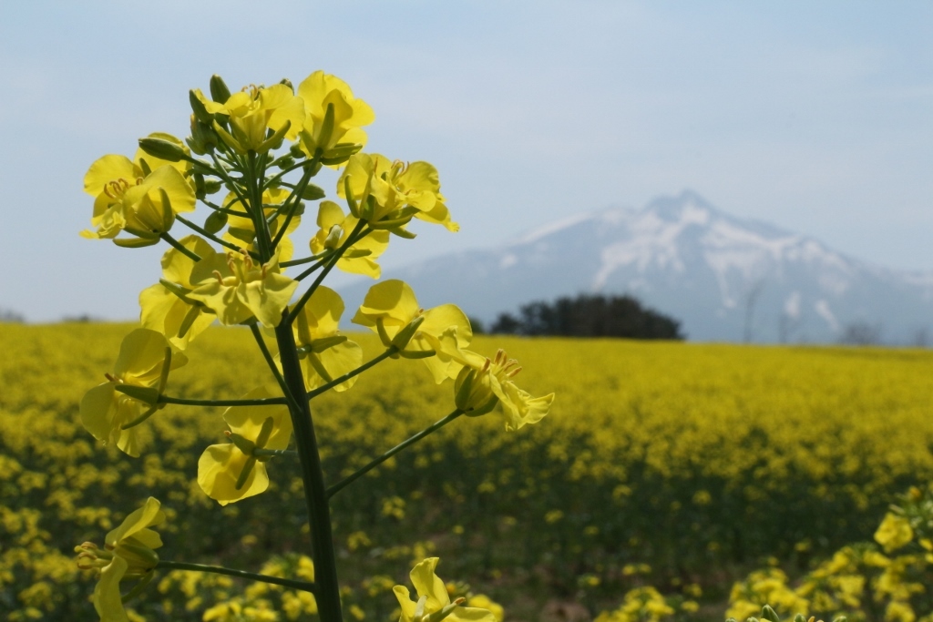 菜の花と岩木山