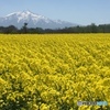 菜の花と岩木山