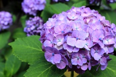 Kagurazaka 紫陽花
