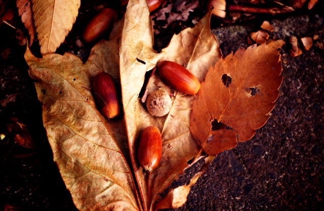 小さい秋みーつけた！